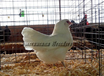 Ameraucana National 2015 BB White Hen